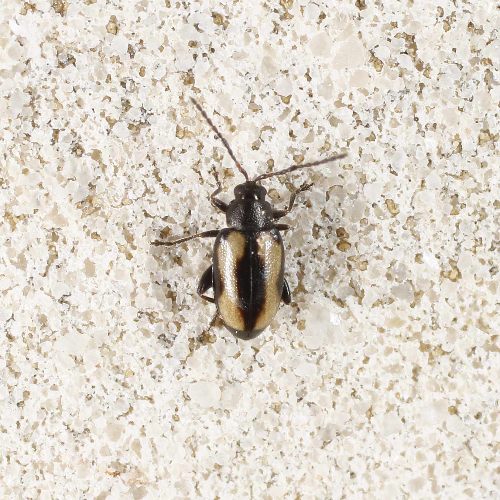 Chrysomelidae: maschio di Phyllotreta striolata